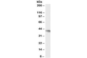 Western blot testing of Daudi cell lysate with NCF4 antibody at 0. (NCF4 抗体)