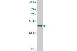Western Blotting (WB) image for anti-Microtubule-Associated Protein, RP/EB Family, Member 1 (MAPRE1) (AA 1-110) antibody (ABIN564958)