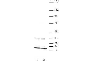 Histone H3 antibody (mAb) tested by Western blot. (Histone 3 抗体  (N-Term))