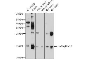 Western blot analysis of extracts of various cell lines, using Ube2N/Ubc13 antibody (ABIN6130749, ABIN6149812, ABIN6149813 and ABIN6214828) at 1:1000 dilution.
