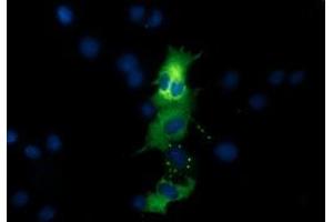 Anti-QPRT mouse monoclonal antibody (ABIN2453566) immunofluorescent staining of COS7 cells transiently transfected by pCMV6-ENTRY QPRT (RC202960). (QPRT 抗体)