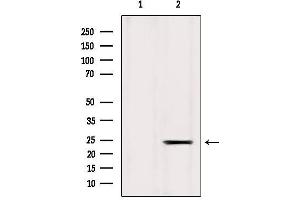 Western blot analysis of extracts from Mouse liver, using ICT1 Antibody.