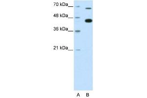 ZBTB33 antibody used at 0. (ZBTB33 抗体  (N-Term))