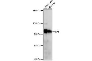 Western blot analysis of extracts of various cell lines using SIX5 Polyclonal Antibody at dilution of 1:1000. (Six5 抗体)