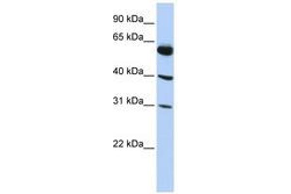LYSMD4 anticorps  (AA 35-84)