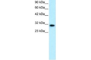 Human HepG2; WB Suggested Anti-DBP Antibody Titration: 0. (DBP 抗体  (N-Term))