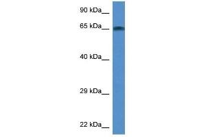 Western Blot showing Taf6l antibody used at a concentration of 1. (TAF6L 抗体  (Middle Region))