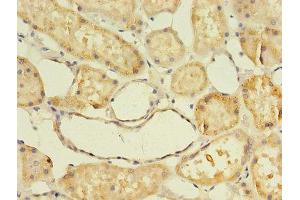 Immunohistochemistry of paraffin-embedded human kidney tissue using ABIN7144423 at dilution of 1:100 (Apolipoprotein D 抗体  (AA 21-189))