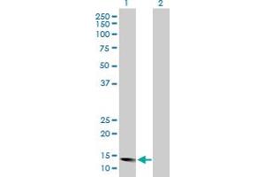 Western Blot analysis of ID2 expression in transfected 293T cell line by ID2 MaxPab polyclonal antibody. (Id2 抗体  (AA 1-134))