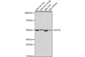Western blot analysis of extracts of various cell lines, using DCR2 antibody (ABIN7271063) at 1:1000 dilution. (DcR2 抗体)