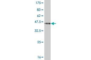 Western Blot detection against Immunogen (36. (PKNOX1 抗体  (AA 2-100))