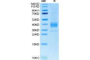 Biotinylated Cynomolgus Siglec-15 on Tris-Bis PAGE under reduced condition. (SIGLEC15 Protein (AA 60-322) (His-Avi Tag,Biotin))
