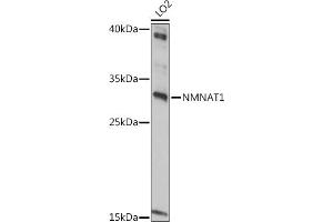 Western blot analysis of extracts of LO2 cells, using NMN antibody (ABIN7268909) at 1:1000 dilution. (NMNAT1 抗体  (AA 1-150))