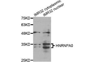 Western Blotting (WB) image for anti-Heterogeneous Nuclear Ribonucleoprotein A0 (HNRNPA0) antibody (ABIN1877058) (HNRNPA0 抗体)