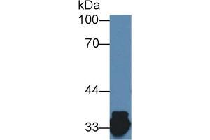 Detection of HADH in Porcine Kidney lysate using Polyclonal Antibody to Hydroxyacyl Coenzyme A Dehydrogenase (HADH) (HADH 抗体  (AA 1-236))