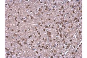 IHC-P Image NFIB antibody [N1C2] detects NFIB protein at nucleus on mouse fore brain by immunohistochemical analysis. (NFIB 抗体)