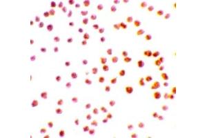 Immunohistochemistry (IHC) image for anti-serine/threonine Kinase 17a (STK17A) (N-Term) antibody (ABIN1031360) (STK17A 抗体  (N-Term))