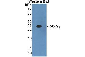 Western blot analysis of the recombinant protein. (IFNA2 抗体  (AA 24-192))