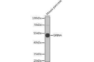 Western blot analysis of extracts of Mouse pancreas, using GRINA antibody (ABIN7267422) at 1:1000 dilution. (GRINA 抗体  (AA 1-100))