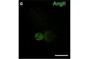 Immunohistochemistry (IHC) image for anti-Angiotensin II (Ang II) antibody (ABIN670521)