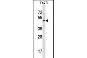 GCNT1 Antibody (Center) (ABIN1538540 and ABIN2848795) western blot analysis in T47D cell line lysates (35 μg/lane). (GCNT1 抗体  (AA 63-91))