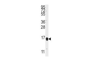Western blot analysis of anti-ALOX5 Antibody (Center) 7897c in K562 cell line lysates (35 μg/lane). (ALOX5AP 抗体  (AA 86-117))