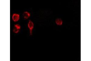 ABIN6275164 staining 293 by IF/ICC. (GDF15 抗体  (N-Term))
