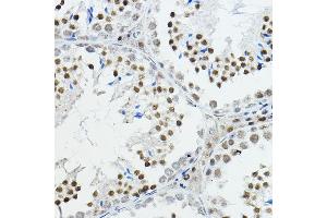 Immunohistochemistry of paraffin-embedded mouse testis using NCOR1 Rabbit pAb (ABIN6130574, ABIN6144420, ABIN6144421 and ABIN6222831) at dilution of 1:100 (40x lens). (NCOR1 抗体  (AA 1-200))