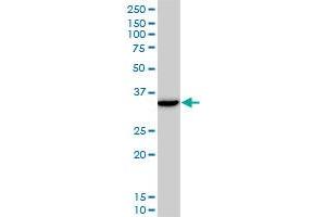 Western Blotting (WB) image for anti-Distal-Less Homeobox 5 (DLX5) (AA 191-279) antibody (ABIN515023)