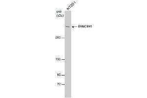 WB Image DYNC1H1 antibody detects DYNC1H1 protein by western blot analysis. (DYNC1H1 抗体)