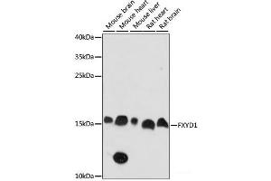 Western blot analysis of extracts of various cell lines using FXYD1 Polyclonal Antibody at dilution of 1:1000. (FXYD1 抗体)