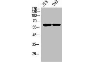 Western Blot analysis of NIH-3T3, 293 cells using Stra8 Polyclonal Antibody. (STRA8 抗体  (Internal Region))