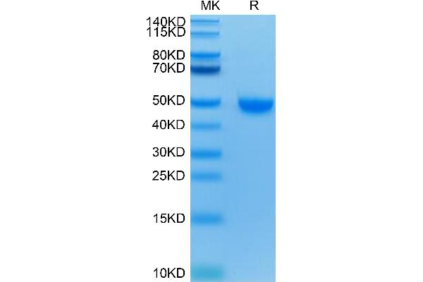 PVRL2 Protein (AA 32-360) (His-Avi Tag)