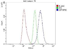 anti-Junction Plakoglobin (JUP) (AA 556-745) antibody