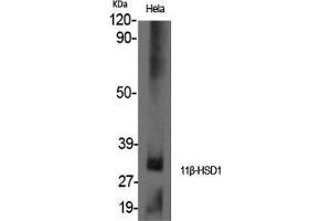 Western Blot (WB) analysis of specific cells using 11beta-HSD1 Polyclonal Antibody. (HSD11B1 抗体  (N-Term))