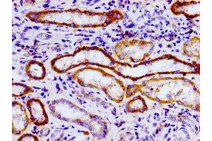 Immunohistochemistry of paraffin-embedded human kidney tissue using ABIN7164629 at dilution of 1:100 (USP9X 抗体  (C-Term))
