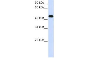 Western Blotting (WB) image for anti-Makorin Ring Finger Protein 2 (MKRN2) antibody (ABIN2458712) (MKRN2 抗体)