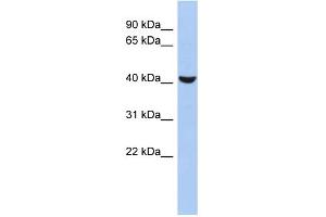 WB Suggested Anti-RUNX1 Antibody Titration:  0. (RUNX1 抗体  (Middle Region))