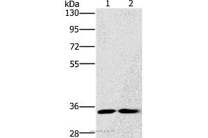 Western blot analysis of A172 and Raji cell, using FAIM2 Polyclonal Antibody at dilution of 1:500 (FAIM2 抗体)