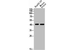 Western blot analysis of HEPG2-UV MOUSE-BRAIN using p-EDG-1 (T236) antibody. (S1PR1 抗体  (pThr236))