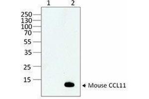 Western Blotting (WB) image for anti-Chemokine (C-C Motif) Ligand 11 (CCL11) antibody (ABIN7517588) (CCL11 抗体)