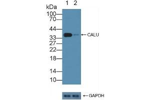 Knockout Varification: Lane 1: Wild-type Jurkat cell lysate, Lane 2: CALU knockout Jurkat cell lysate, Predicted MW: 37kd Observed MW: 37kd Primary Ab: 3 μg/mL Rabbit Anti-Human CALU Antibody Second Ab: 0. (CALU 抗体  (AA 20-315))