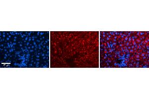 Immunohistochemistry (IHC) image for anti-Interferon Regulatory Factor 1 (IRF1) (C-Term) antibody (ABIN2780409)