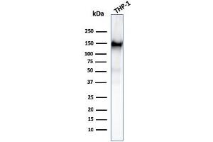 Western Blot Analysis of THP-1 cell lysate using CD31 Mouse Monoclonal Antibody (PECAM1/3527). (CD31 抗体  (AA 625-738))