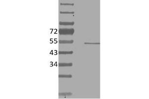Image no. 1 for anti-V-Ets erythroblastosis Virus E26 Oncogene Homolog 1 (Avian) (ETS1) antibody (ABIN5067756) (ETS1 抗体)