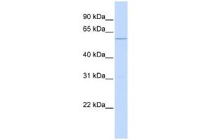 WB Suggested Anti-TRIM10 Antibody Titration: 0. (TRIM10 抗体  (C-Term))