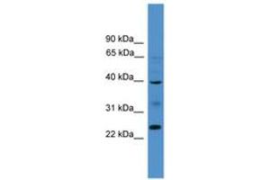 Image no. 1 for anti-Butyrophilin-Like 8 (BTNL8) (AA 161-210) antibody (ABIN6745463) (BTNL8 抗体  (AA 161-210))