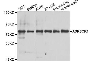 Western blot analysis of extracts of various cell lines, using ASPSCR1 antibody (ABIN5975297) at 1/1000 dilution. (ASPSCR1 抗体)