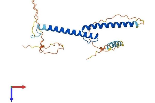 Myogenin Protein (AA 1-224) (His tag)