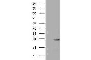 Western Blotting (WB) image for anti-MOB Kinase Activator 1B (MOB1B) antibody (ABIN1499531) (MOBKL1A 抗体)